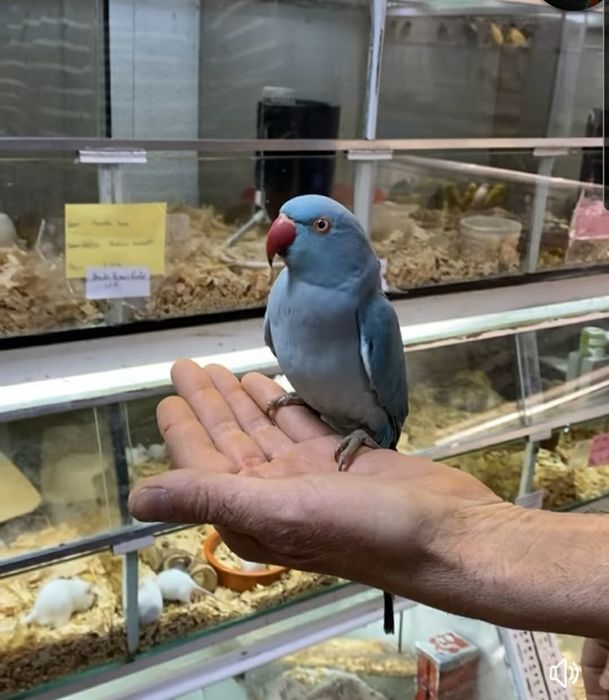 Ring neck demosticados