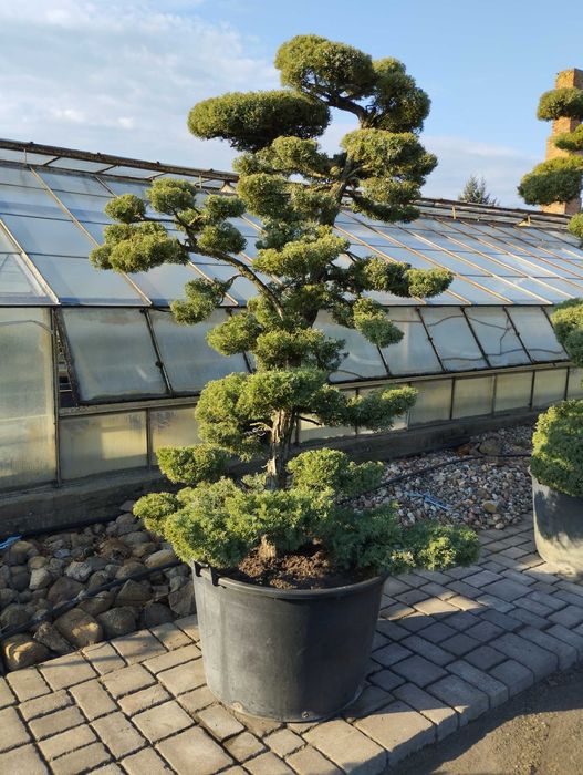 Bonsai Ogrodowe Jałowiec Produkcja własna Szkółka Zalasewo-Swarzędz