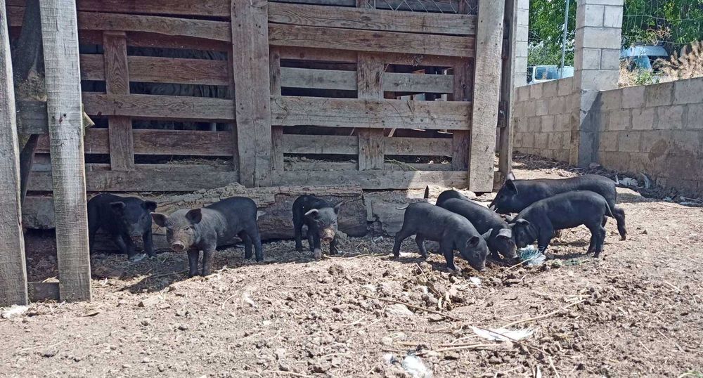 Поросята в'єтнамські 1,5 місяця