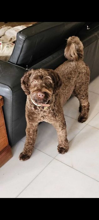 cachorro cão de agua