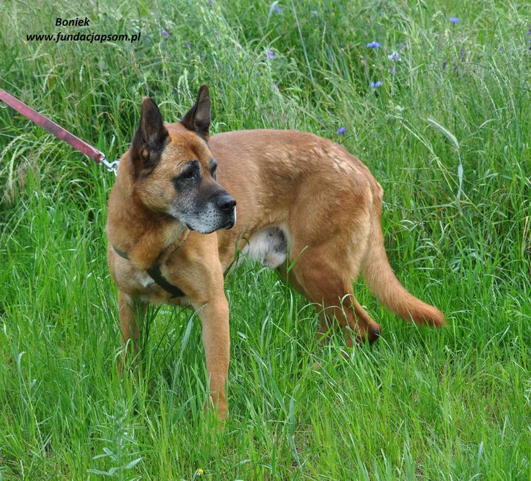 Boniek łagodny senior