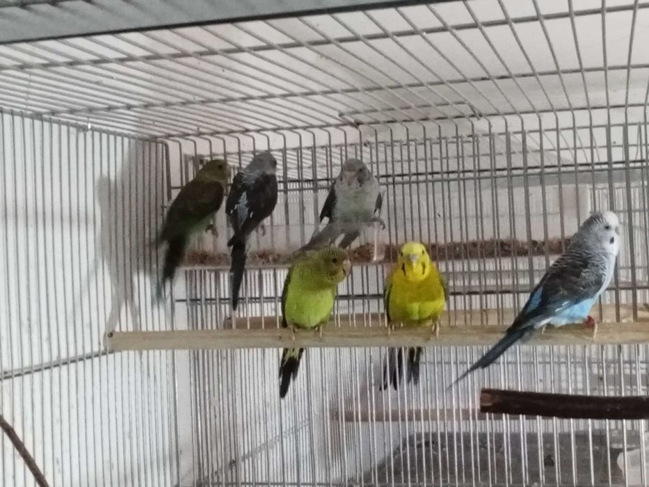 Piriquitos asa negra e hagoromonos