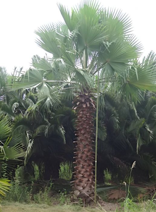 Palmeira leque mexicana