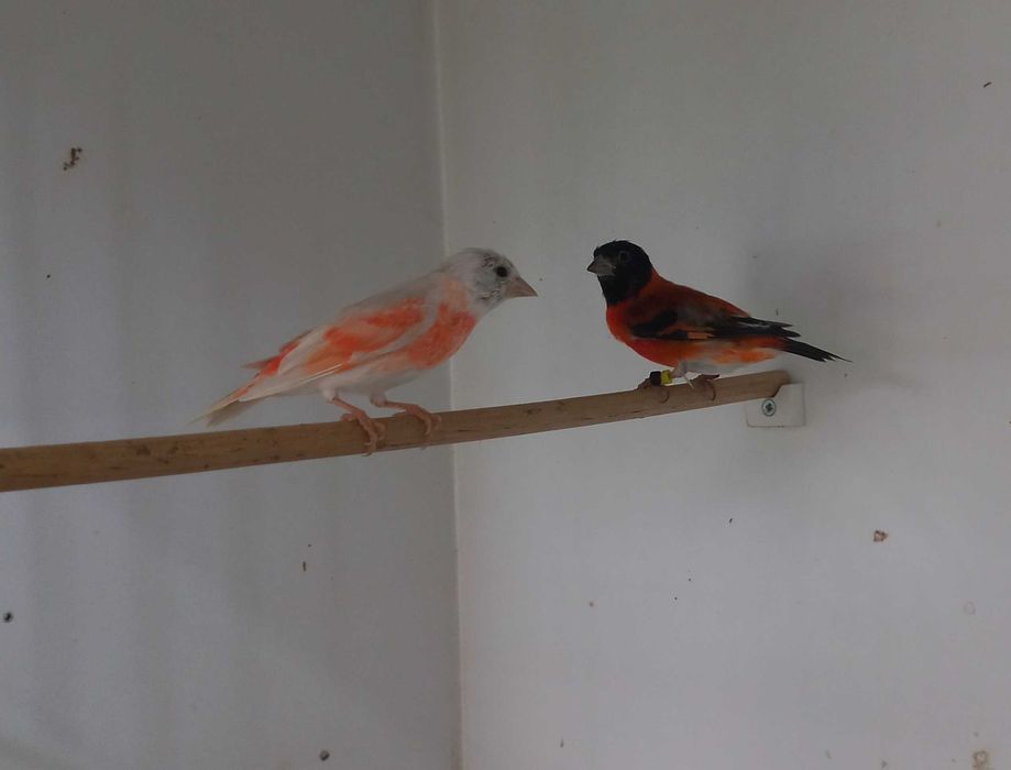 Magelanicos & cardinalitos