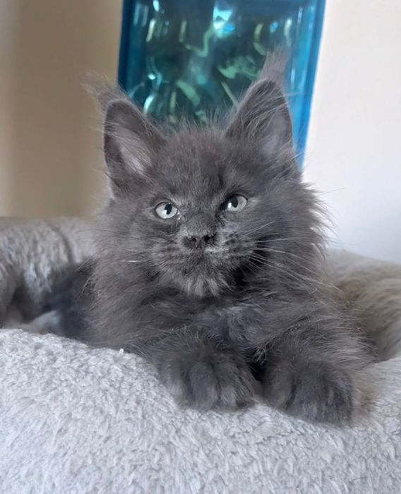 Maine Coon - kocurek Rocket !