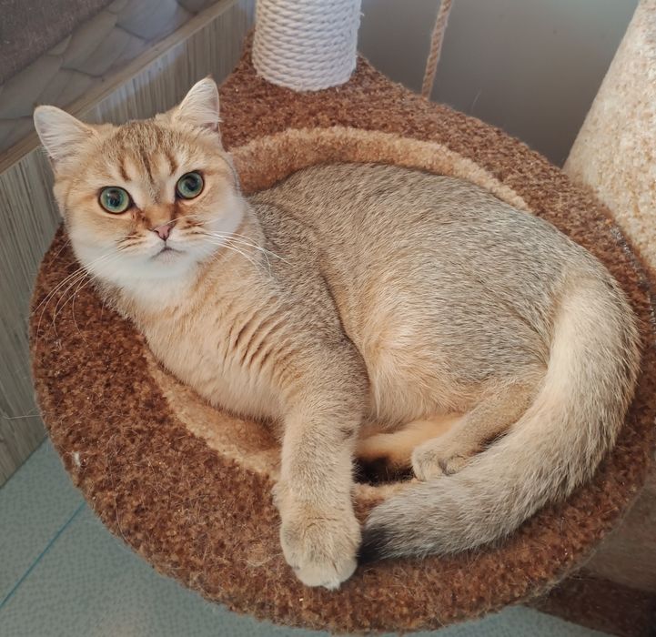 Британський короткошерстий хлопчик, кошеня, котик