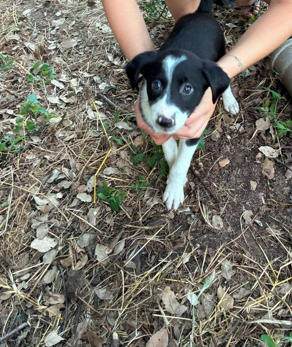 Cadelinhas 2meses porte médio pequeno muito meigas
