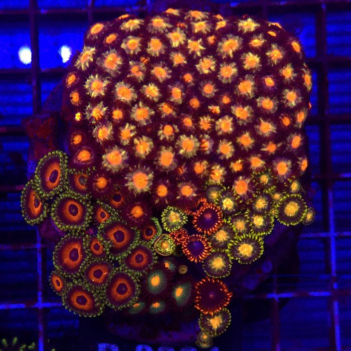 ZOA Garden Mix WYSIWYG - Duży mix zoa Kingdom of Corals koralowce miękkie