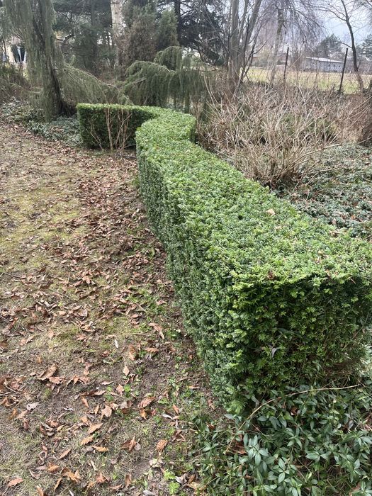 Przycinanie Żywopłotów, Pielęgnacja Ogrodów