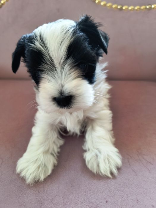 Śliczny Piesek Yorkshire Terrier Biewer