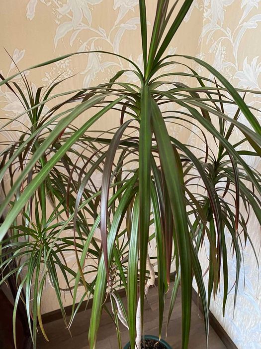 Продается драцена