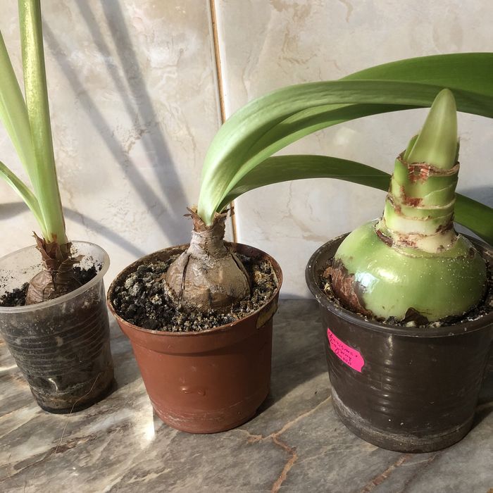 Гиппеаструм Charisma x Dansing Queen