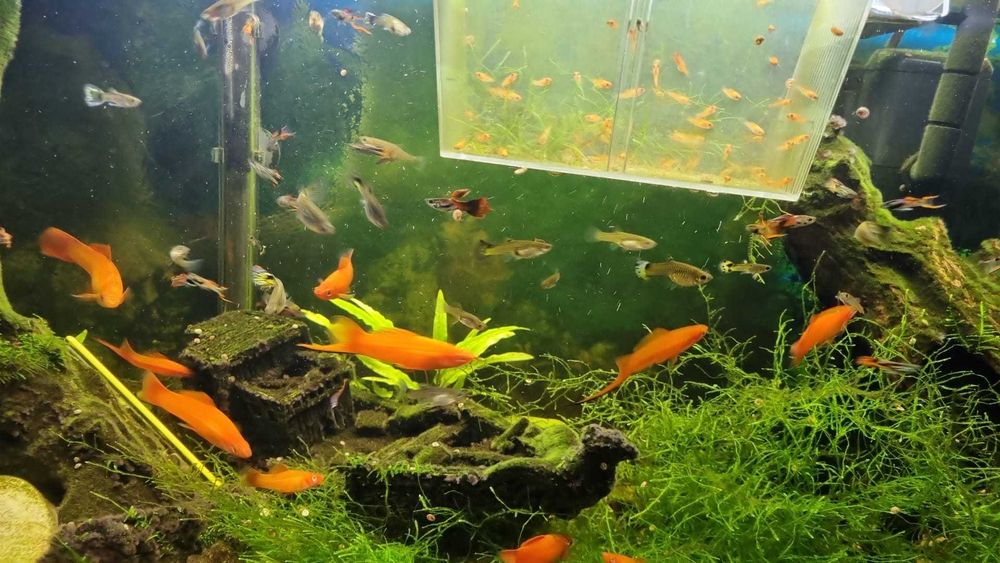 Guppys todas as cores