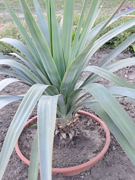 Yucca gloriosa wspaniała, budująca pień, do ogrodu, na taras