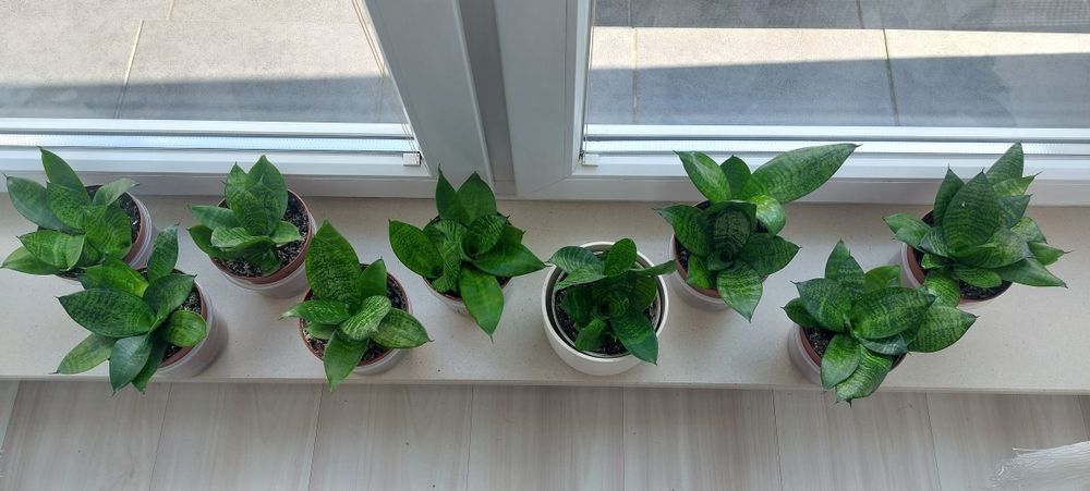 Sansawieria, sansewieria kwiatek doniczkowy