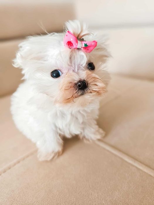 Maltanczyk suczka Piękna White Dreams