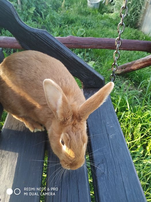 Кролики породи шиншила і бургундський кролик