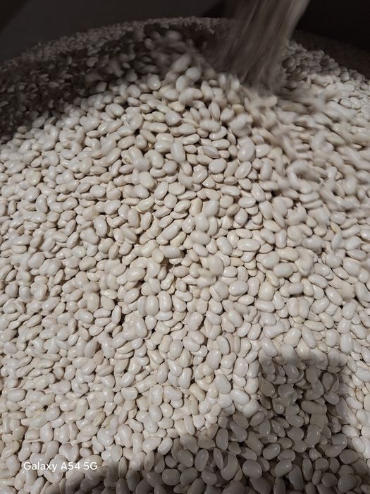 Fasola Jaś Karłowy 2025r