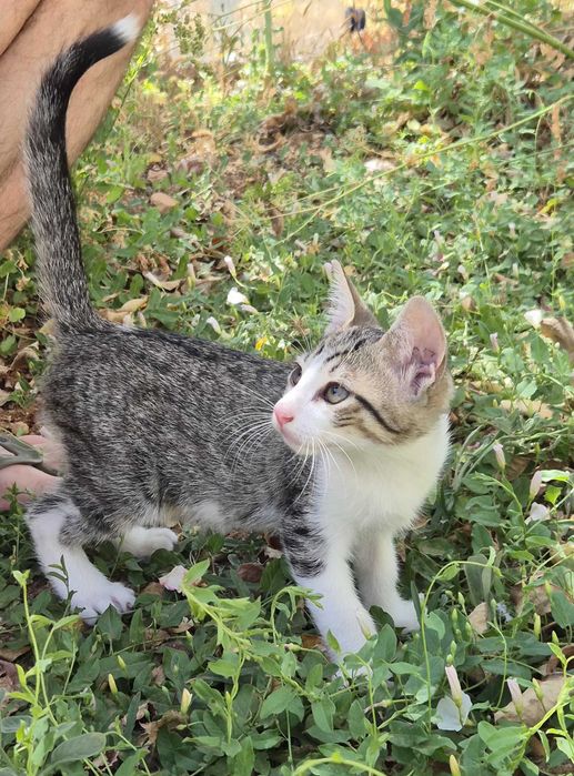 Gatinhos para dar