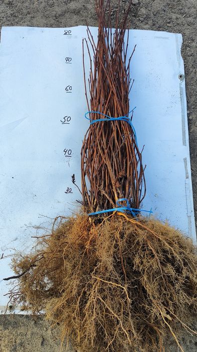 Пухироплідник калинолистий " Діаболо "