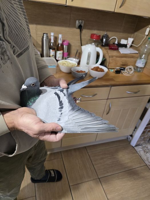 Gołębie pocztowe 77