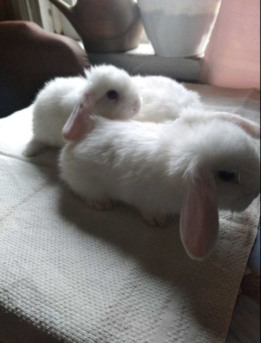 Кролики вислоухие баранчики от 1 мес