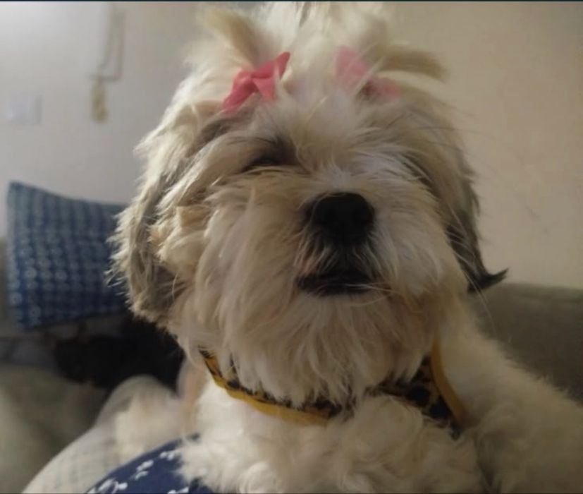Shih-Tzu Fêmea, 4 Anos, Vacinada e com Microchip
