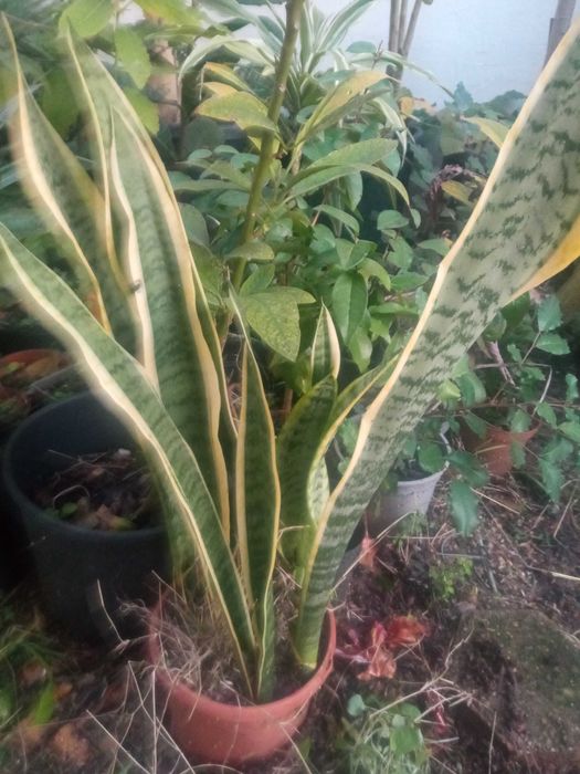 Planta espada de São Jorge em vaso