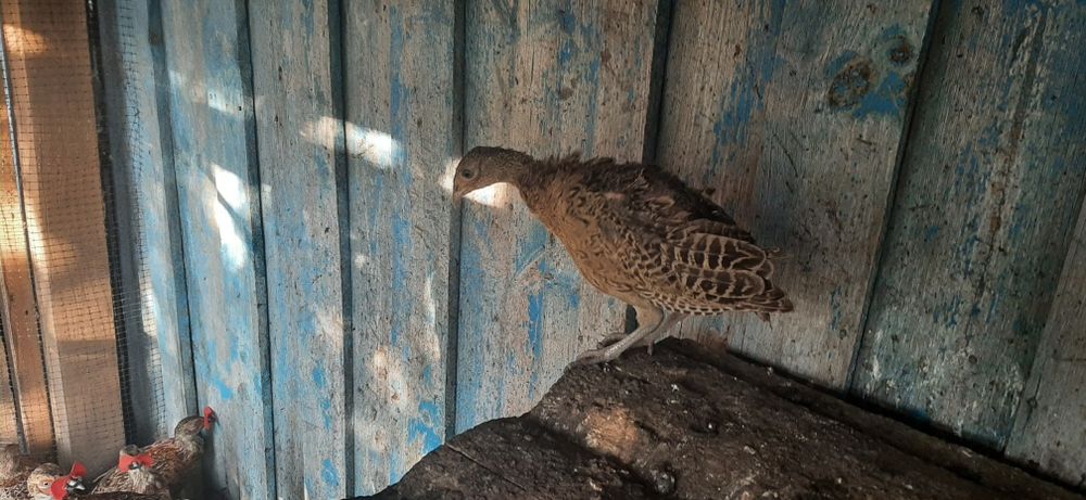 Мисливський фазан