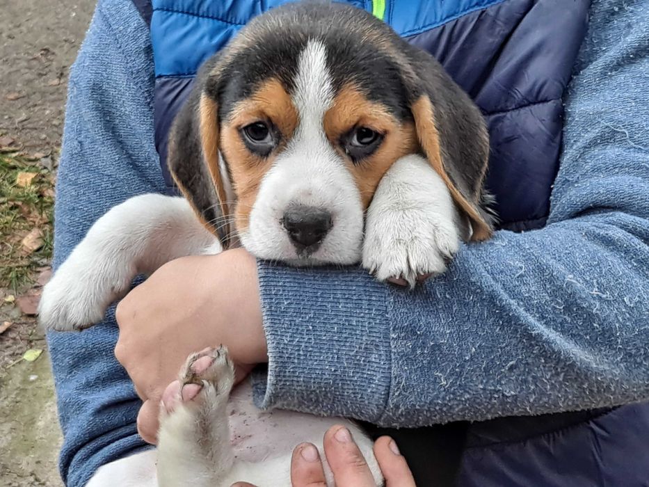 Psy rasowe beagle