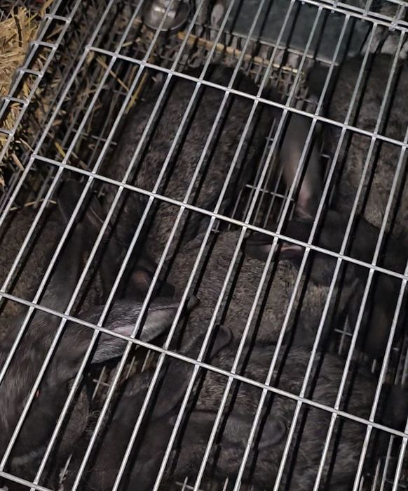 Coelhos novos Boa raça