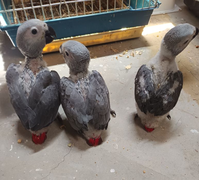 Papagaios cinzentos bebés