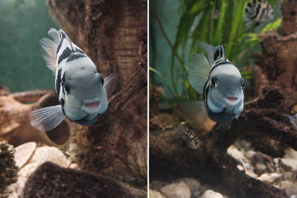 Сапфировый попугай  (рыбки)