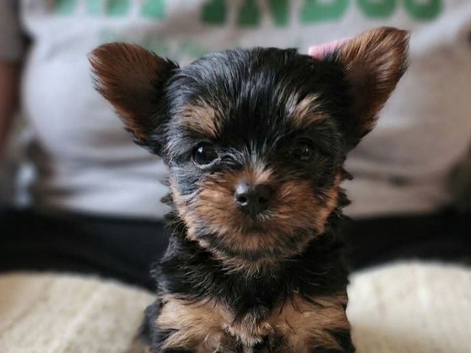 Yorkshire terrier suczka