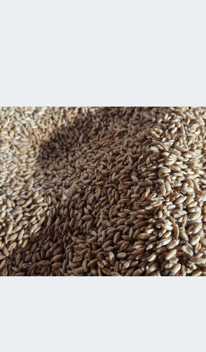 Pszenica, Owies Sprzedam.