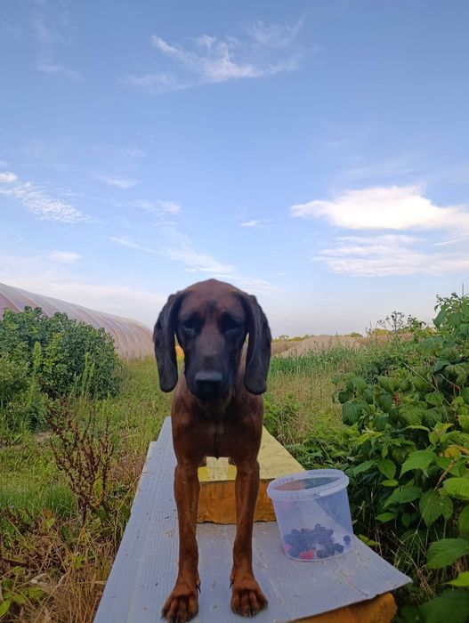 Oddam szczeniaki posokowiec polski