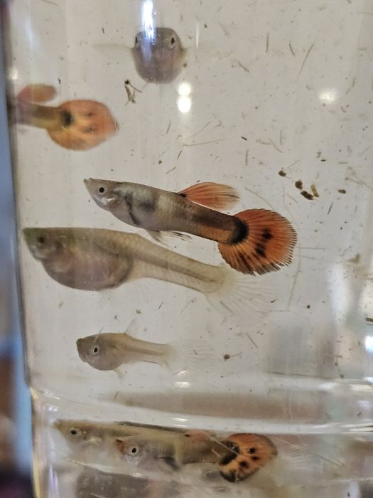 Guppys laranja com cauda mais longa