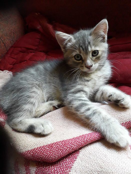 Котята 2 мес. Ищут  хозяев