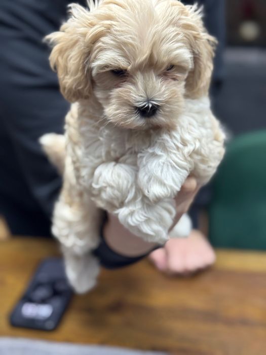 Szczeniak maltipoo / Matka FCI/ gotowy do nowego domku