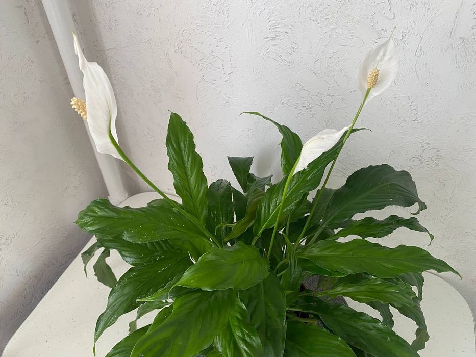 Продам квітучий, розкішний спатифіліум" жіноче щастя"
