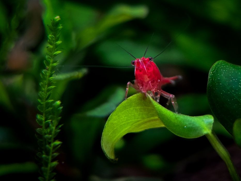 Krewetki Neocaridina Bloody Mary