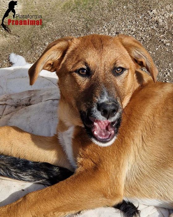 ANDIE - Cãozinho jovem para adoção!