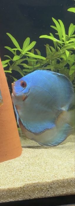 Vendo casal Discus blue diamond