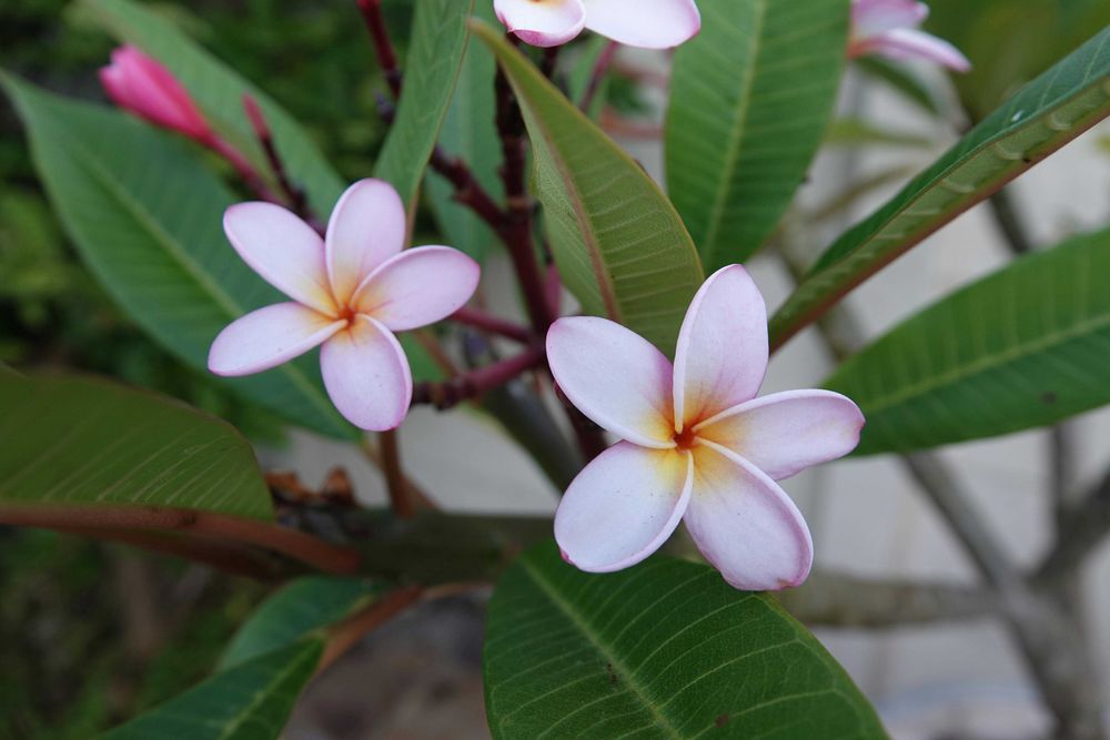 Plumeria rubra – frangipani – 5 nasion NASIONA