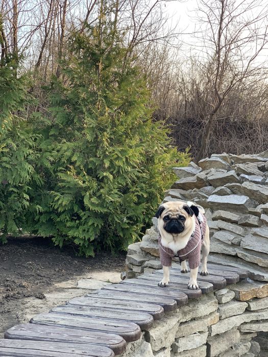 Мопс Ларри ищет даму для отношений)