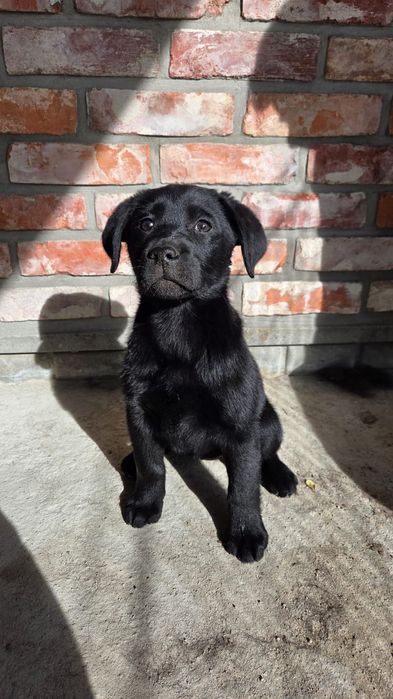 Labrador retriever FCI ZKWP suczka czarna