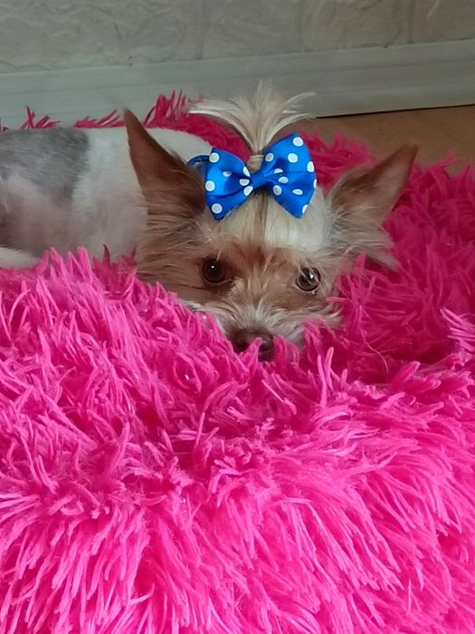 Yorkshire terrier roczny piesek