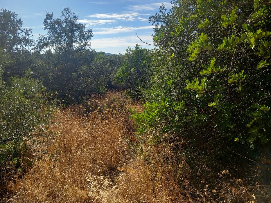 Terreno Rústico em São Brás de Alportel