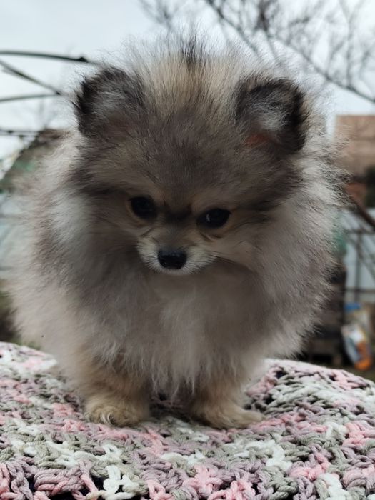 Померанский шпиц