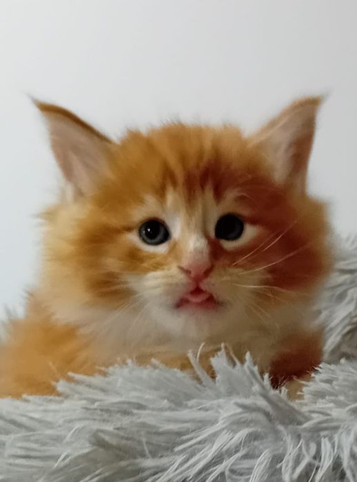 Gatinho Bosques da Noruega com lop